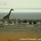 Illustration for article titled Flightless Friday - Struthio camelus Edition